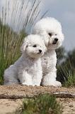 BICHON FRISE 380